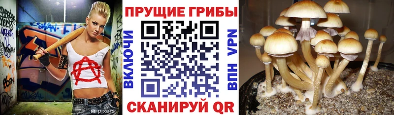 Галлюциногенные грибы мицелий  наркотики  нарко площадка формула  Гороховец 